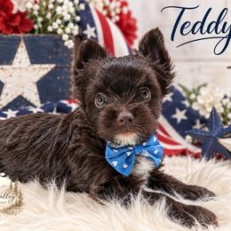 Teddy - Liver male Yorkshire Terrier puppy in Austin, Texas from Rhine Valley Yorkies