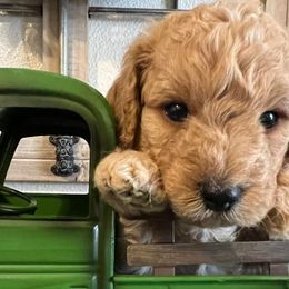 Bernedoodles and Goldendoodles from Growing Up Doodles