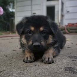 German Shepherd Puppies from Vom Raglinhaus German Shepherds