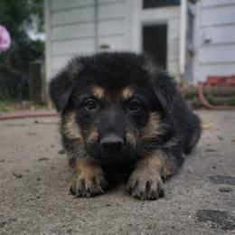 German Shepherd Puppies from Vom Raglinhaus German Shepherds
