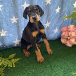 Pink - Black and rust Doberman Pinscher puppy in Mansfield, Georgia from Marbendale’s Doberman