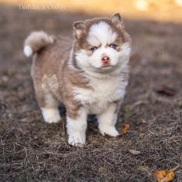 Romeo - Red and white male Pomsky puppy in San Mateo, California from The Pomsky Garden