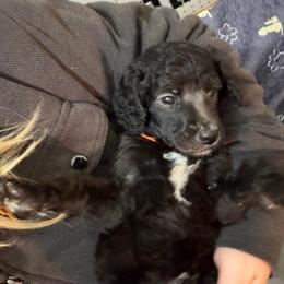 Orange collar - Silver male Poodle puppy in Maryland from Hernwood Heelers & Poodles