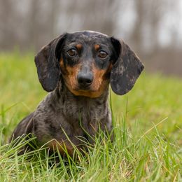 Kashi - Dachshund