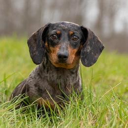 Kashi - Dachshund