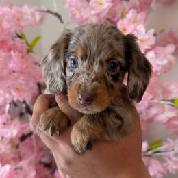 Chocolate Dapple Boy - Dapple male Dachshund puppy in Bakersfield, California from Pretty Dachshunds 661