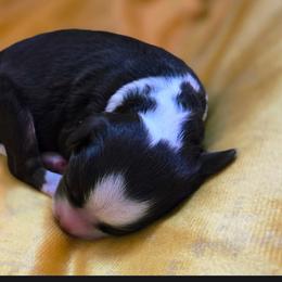 Bunny - Tri-color female Bernedoodle puppy in Milton, Florida from Sutton Place Doodles