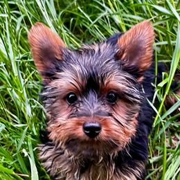 Leo (boy 2) - Black and tan male Yorkshire Terrier puppy in San Antonio, Texas from CISCOK9