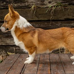 Newt - Pembroke Welsh Corgi