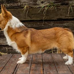 Newt - Pembroke Welsh Corgi
