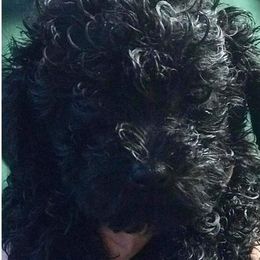 Poodle Puppies from Pat's poodles