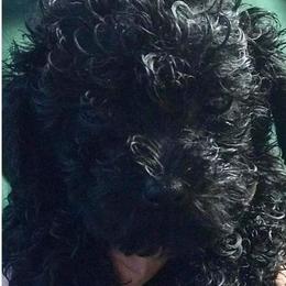 Poodle Puppies from Pat's poodles