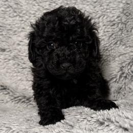 Purple - Black female Poodle puppy in Austin, Texas from C & C Texas Toy Poodles