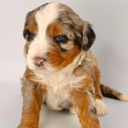 Meadow - Blue merle female Bernedoodle puppy in Lehi, Utah from Petersen Bernedoodles