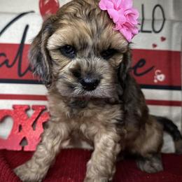 Cockapoo puppies from Rpuppies