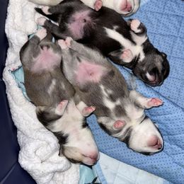 Pomsky Puppies from Lovely Pomsky