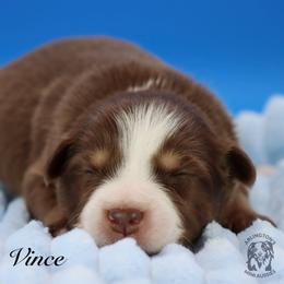 Vince - Red tri male Miniature Australian Shepherd puppy in Weeki Wachee, Florida from Arlington's Mini Aussies