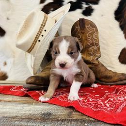 'Fergus' - Red tri-color male Australian Shepherd puppy in Durand, Wisconsin from Larson’s Legacy Aussome Aussie Kennels