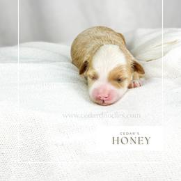 H O N E Y - Red  female Goldendoodle puppy in Cedar City, Utah from Cedar Doodles- Home of the Teddybear Goldendoodle