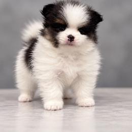 Trixie - Tri-colored female Pomeranian puppy in New Oxford, Pennsylvania from JT Royalty Puppies PA