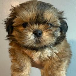 Very laid-back Birkin - Cream and white male Shih Tzu puppy in Gilbert, Arizona from 🌗 New Moon Shih Tzu 🌗