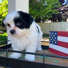 Connor - White male Morkie puppy in Kennewick, Washington from Lisa’s Little Yorkies