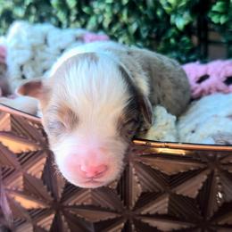 Mr. Zephyr - Red merle male Toy Australian Shepherd puppy in Dolan Springs, Arizona from High Desert Companions