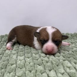Kanga - Sable female Pembroke Welsh Corgi puppy in Waco, Texas from The Comma Corgis