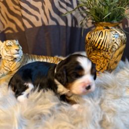Julian - Tri-color male Cavalier King Charles Spaniel puppy in Broken Arrow, Oklahoma from Cavalier King Charles Heartland