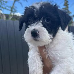 Miniature Schnauzers from Tamara Abull's Miniature Schnauzers