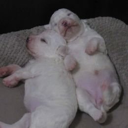 John Holmes I don't name pups - White female Bichon Frise puppy in Rockbridge Baths, Virginia from Bichon Oasis