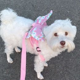 Bella - Miniature Schnauzer