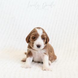 Aqua Collar Girl - Caramel female Australian Labradoodle puppy in Thousand Oaks, California from Lovely Doodle Lane