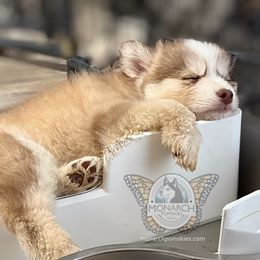 Bunnie's Lilac Bamboo - Lavender male Pomsky puppy in Greeley, Colorado from Monarch Pomskies | Northern Colorado