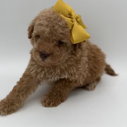 Almond - Cream female Poodle puppy in Southampton, New Jersey from Lavishly Loved Pets LLC