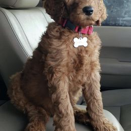 Goldendoodles from Ally Goldendoodles