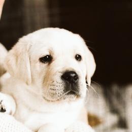 Labrador Retriever Puppies from Grand River Labradors