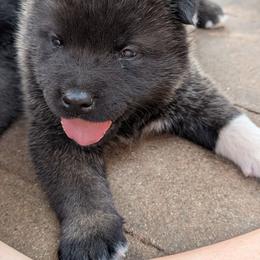 Nebula's Boy 1 - Black male Akita puppy in South Carolina from Sierra Mountain Akitas