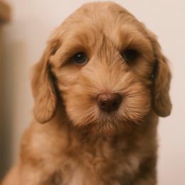Chef - Caramel female Australian Labradoodle puppy in Syracuse, Indiana from The Doodle Cove