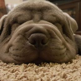 Chinese Shar-Pei from Rays Peis