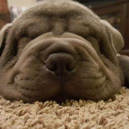 Chinese Shar-Pei from Rays Peis