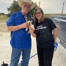 Pembroke Welsh Corgi Puppies from Loves Classic Corgis
