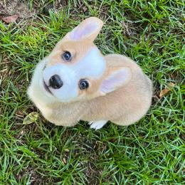 Ripley - Red male Pembroke Welsh Corgi puppy in Hope, Arkansas from Foxy Knoll Farm