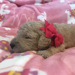 Goldendoodle, Schnoodle, and Sheepadoodle Puppies from Dood Ranch
