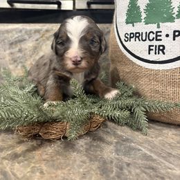 Girl 2 - female Bernedoodle puppy in Temecula, California from Country Hills Doodles
