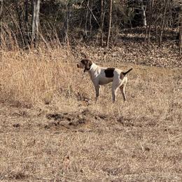 Sarge - German Shorthaired Pointer
