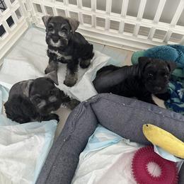 Miniature Schnauzer Puppies from Aria's Miniature Schnauzers