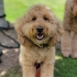 Goldendoodle puppies from Elite Goldendoodles and Bernedoodles