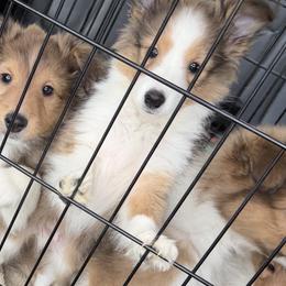 Shetland Sheepdogs and Toy Shetland Sheepdogs from 2kg Shelties