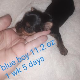 Yorkshire Terrier Puppies from Yorkie Prints